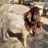نری پاکستانی