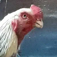 خروس لاری هندی نسل