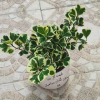فروش گلهای آپارتمانی و حیاطی|گل و گیاه طبیعی|جهرم, |دیوار