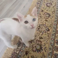 گربه گمشده|گربه|خوی, |دیوار