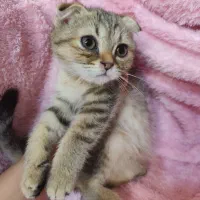 گربه اسکاتیش