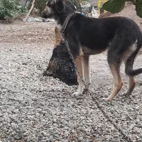 سگ نگهبان|سگ|ریگان, |دیوار