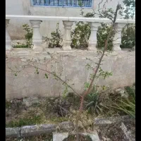 همخونه-همخانه