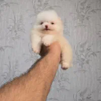 توله پامر و پودل|سگ|شیراز, اصلاحنژاد|دیوار