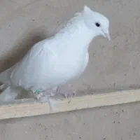 کفتر پرشی|پرنده|مبارکه, |دیوار