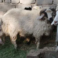 بره نر