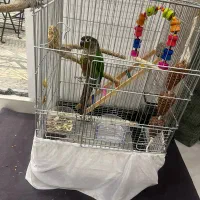 طوطی گرینچیک