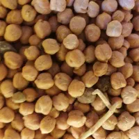 نخود درجه ۱