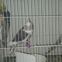 جوجه عروس هلندی|پرنده|گلبهار, شهر جدید گلبهار|دیوار