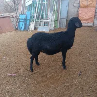 قوچ قره قزل اصل موفر|حیوانات مزرعه|خرمدره, |دیوار