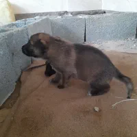 توله سگ ژرمن گمشده در عینک|سگ|رشت, نخودچر|دیوار