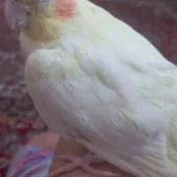 عروس هلندی
