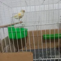 سلام ماده آماده هست به شرط تخم|پرنده|رشتخوار, |دیوار