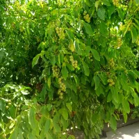 کلیه خدمات باغبانی و فضای سبز صفر تا صد