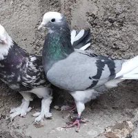 چن جفت پاجفتی ب علت دعوا