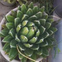 فروش گل وگیاه طبیعی