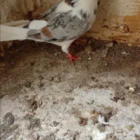 یه جفت شازده با دوتا جوجه طوقی زیرش
