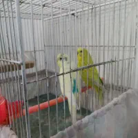 یک جفت مرغ عشق و سه جوجه