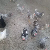 تخم مرغ نطفه دارگلین اصیل|حیوانات مزرعه|بیجار, |دیوار