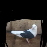 هرکی اینوگرفته ازش مخرم