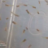 ماهی سیچلارد و بچه گوپی و اکواریوم|ماهی|اردبیل, |دیوار