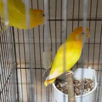 دو جفت کوتوله مولد روی تخم ماده گرینچیک دستی بالغ|پرنده|تربتحیدریه, پیشکوه|دیوار