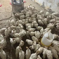 جوجه بوقلمون بیروتی سیکس یکماه وزن ۱.۵کیلو|حیوانات مزرعه|رفسنجان, |دیوار