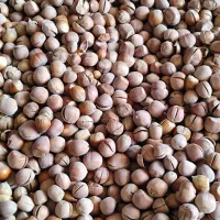 فندق و بادام|خوردنی و آشامیدنی|قائم‌شهر, |دیوار