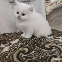 بچه گربه میکس اسکاتیش بریتیش