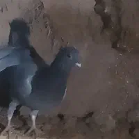 المانی|پرنده|تربت جام, جامرود|دیوار