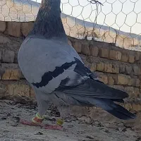 قناری مست وکفتر آلمانی|پرنده|تربت‌حیدریه, بازار|دیوار