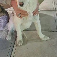 سگ پا کوتاه