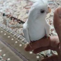 عروس هلندی گلباقالی والبینو|پرنده|جلین, |دیوار