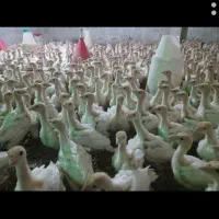 جوجه بوقلمون گوشتی|حیوانات مزرعه|چابهار, |دیوار