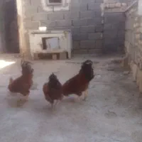 سه عدد خروس کوردی سالم|حیوانات مزرعه|حمیل, |دیوار