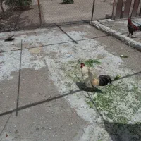 مرغ و خروس