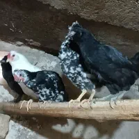 نیمچه مرغ و خروس گلین