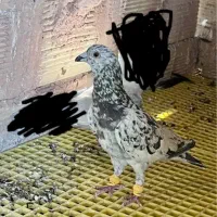 آقای هفرنگ بی رد شده و گرفتنی