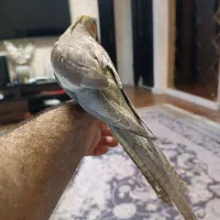 عروس هلندی نر دوماهه|پرنده|رشت, کوی مهر|دیوار