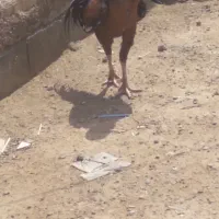 خروس لاری تاج مهر