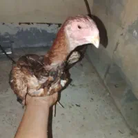 یک جوجه لاری خوازم