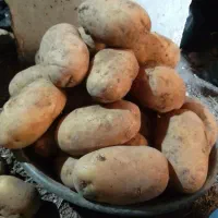 سیب زمینی درشت مخصوص فست فود