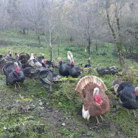 بوقلمون ارگانیک|حیوانات مزرعه|آستارا, |دیوار