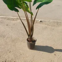 گل اپا تمانی