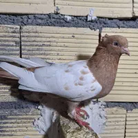 سینه زرد