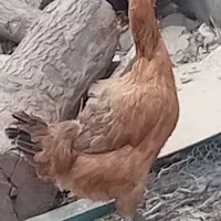 مرغ تخم گذار|حیوانات مزرعه|بناب, |دیوار