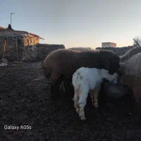 بره قوچ همو|حیوانات مزرعه|مانه, |دیوار