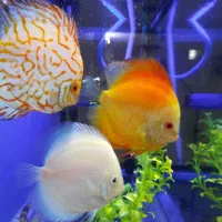 گله ۳ عددی دیسکس