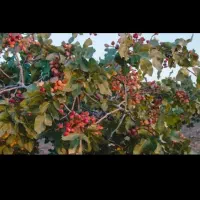 پسته پوک گو ونخودو بابهترین قیمت درب منزل خریداریم