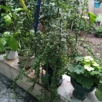 بن سای خرفه|گل و گیاه طبیعی|تهران, شهرک آزادی|دیوار